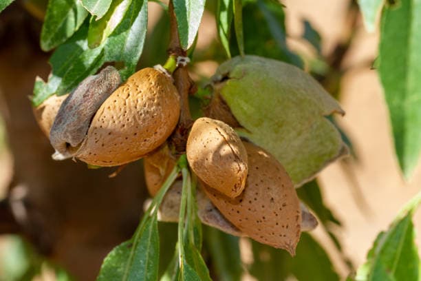 تصویر 4 از خرید بادام درختی منقا + فروش ویژه